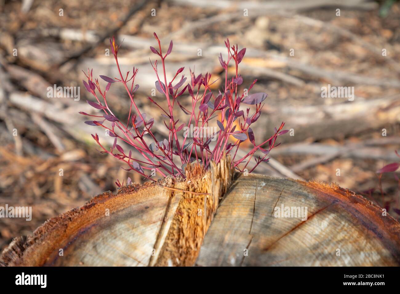 Burnt trees regenerating green hi-res stock photography and images - Alamy
