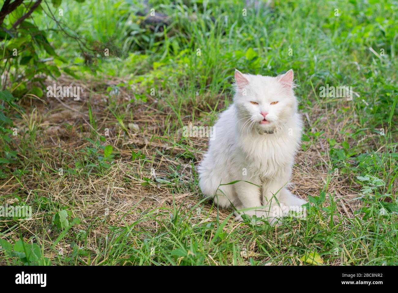 White cat sitting in the green grass Stock Photo - Alamy