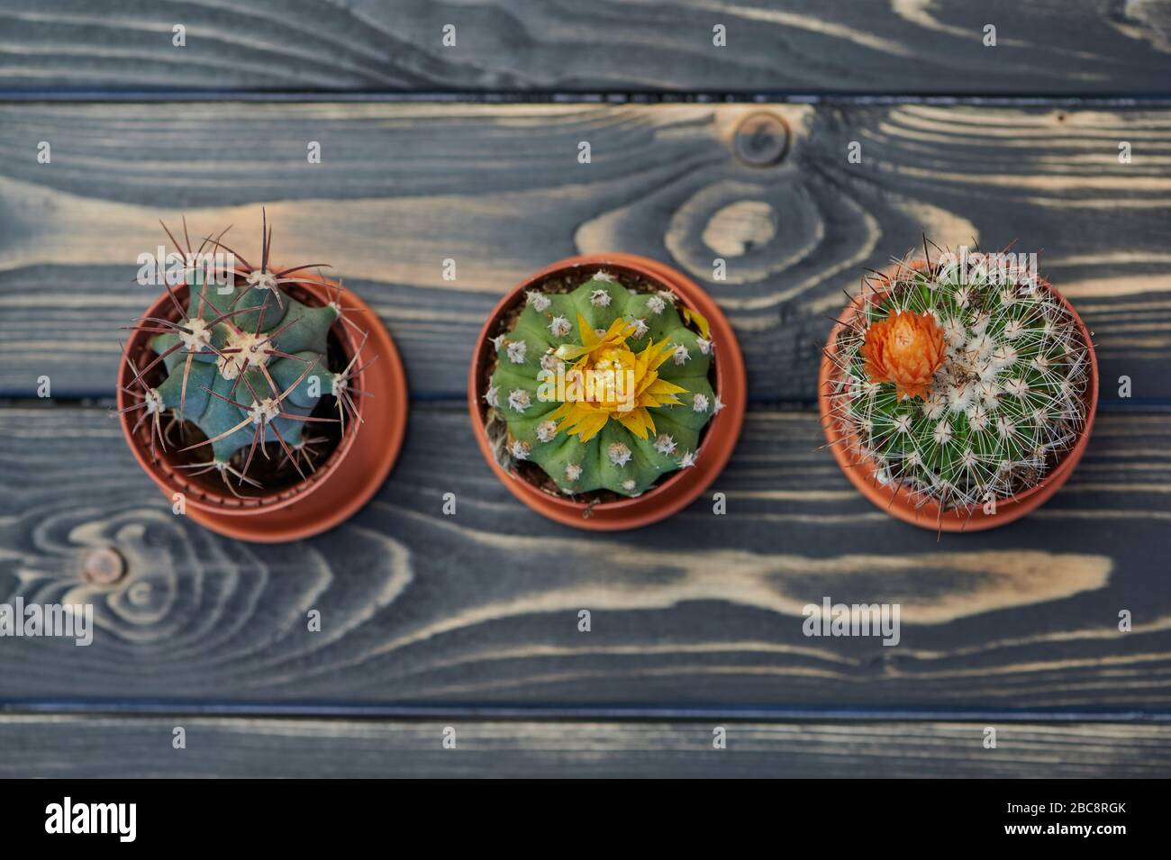 close up of three cacti on wooden table, view from above Stock Photo