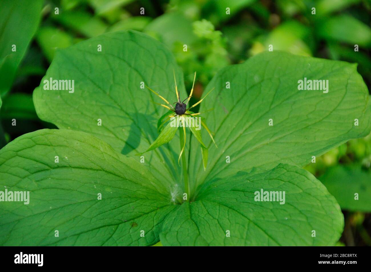 Herb Paris'Paris quadrifolia' found in damp woodland on lime-rich soils,Close up showing flowers,  not common,early summer.Wiltshire, UK. Stock Photo