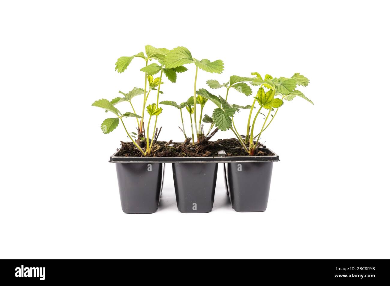 young strawberry plants in pots on white background in studio Stock ...