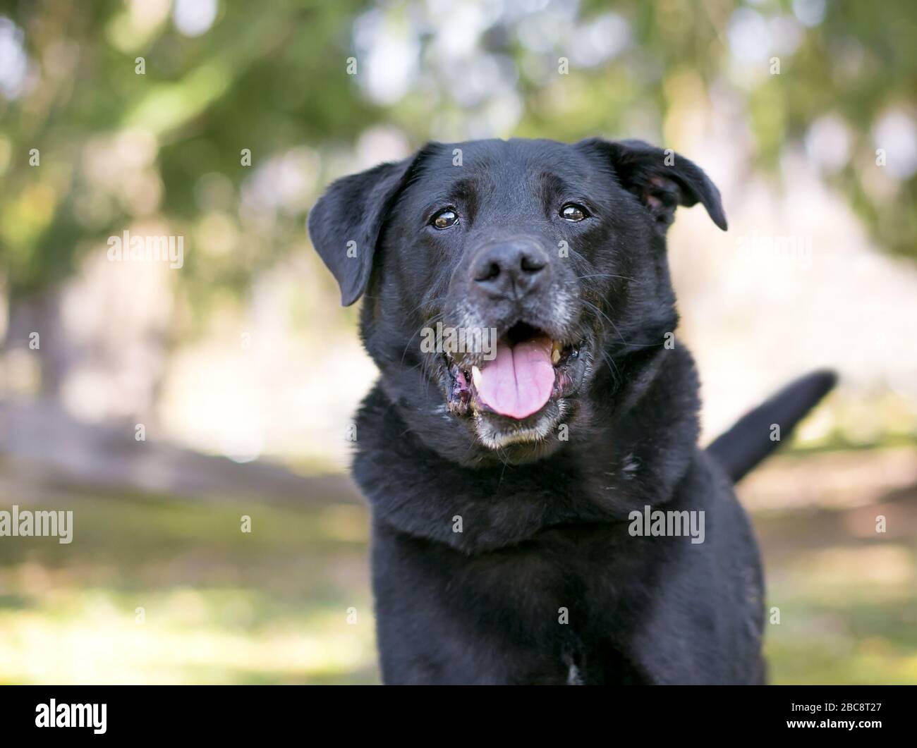 A black Retriever mixed breed dog with a happy expression outdoors Stock Photo