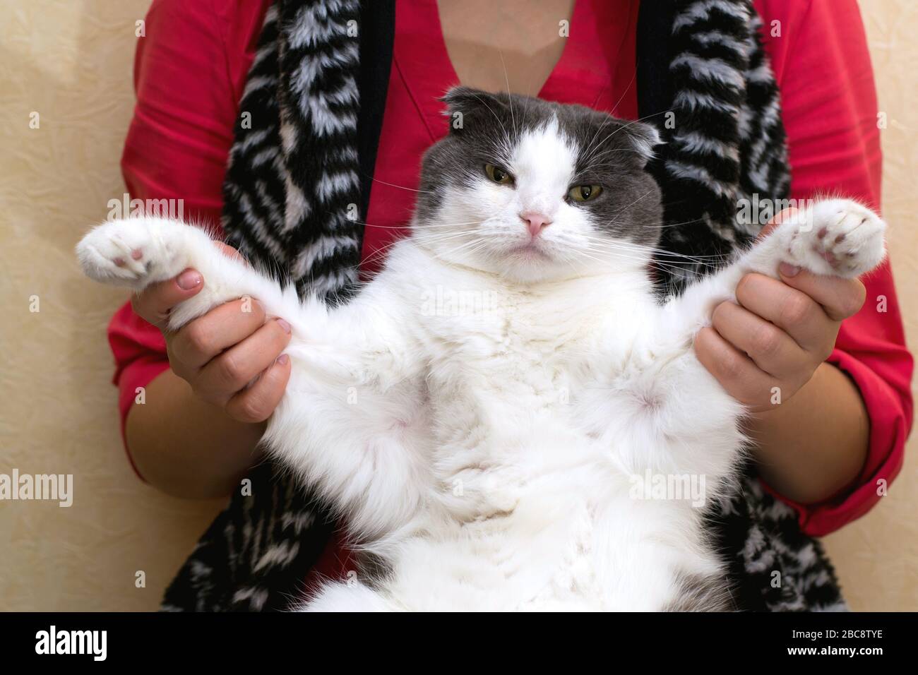 The girl is sitting with cat and holding his paws in her hands Stock