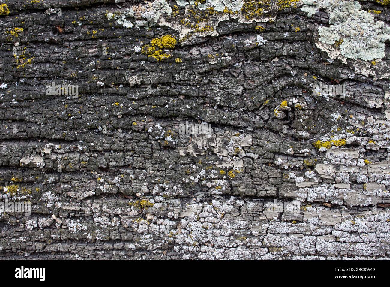 Macro of weathered old cracked wood texture with gray and yellow lichen Stock Photo