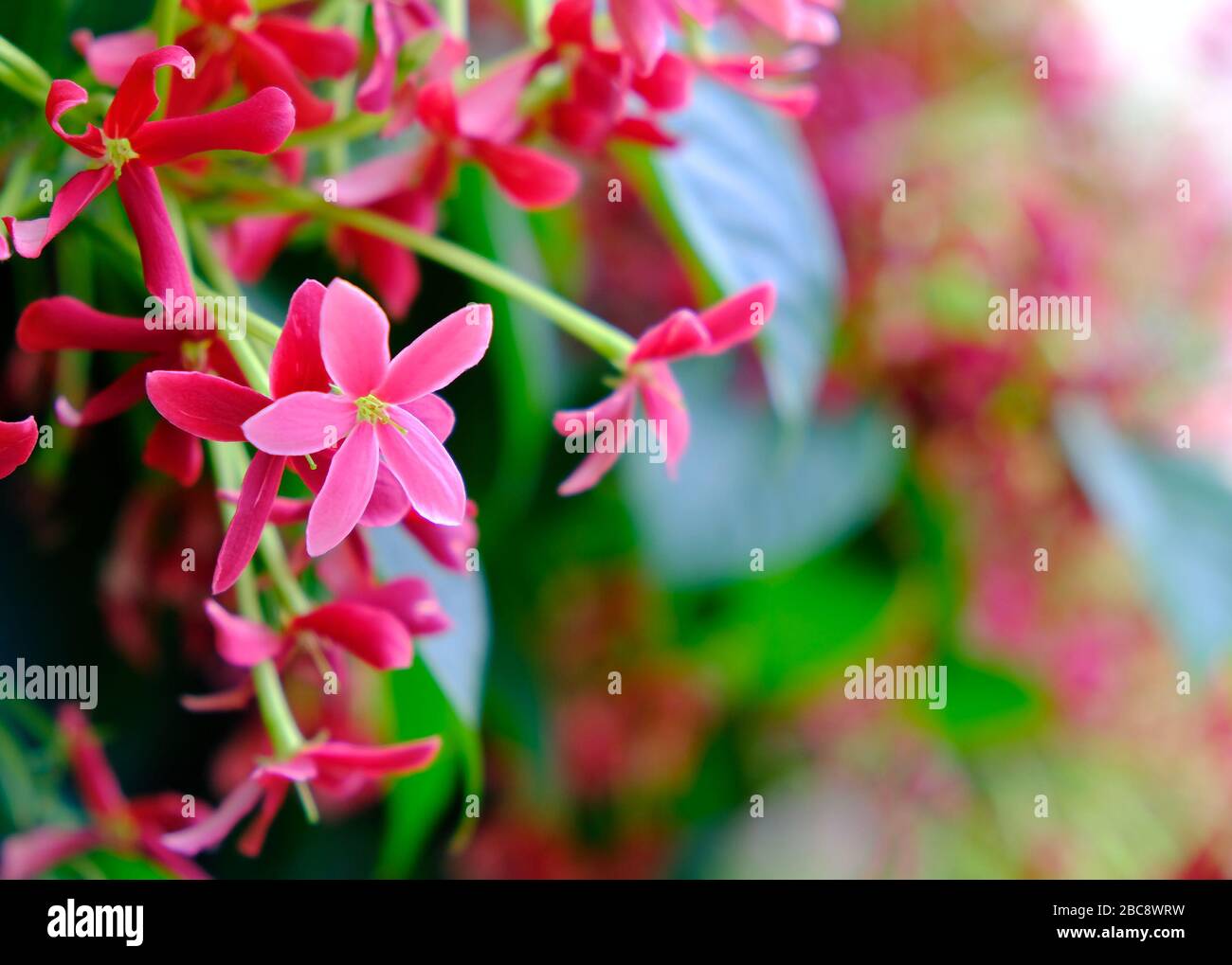 Lively pink flowers (Combretum indicum) on blurred green background, Chinese honeysuckle. Stock Photo