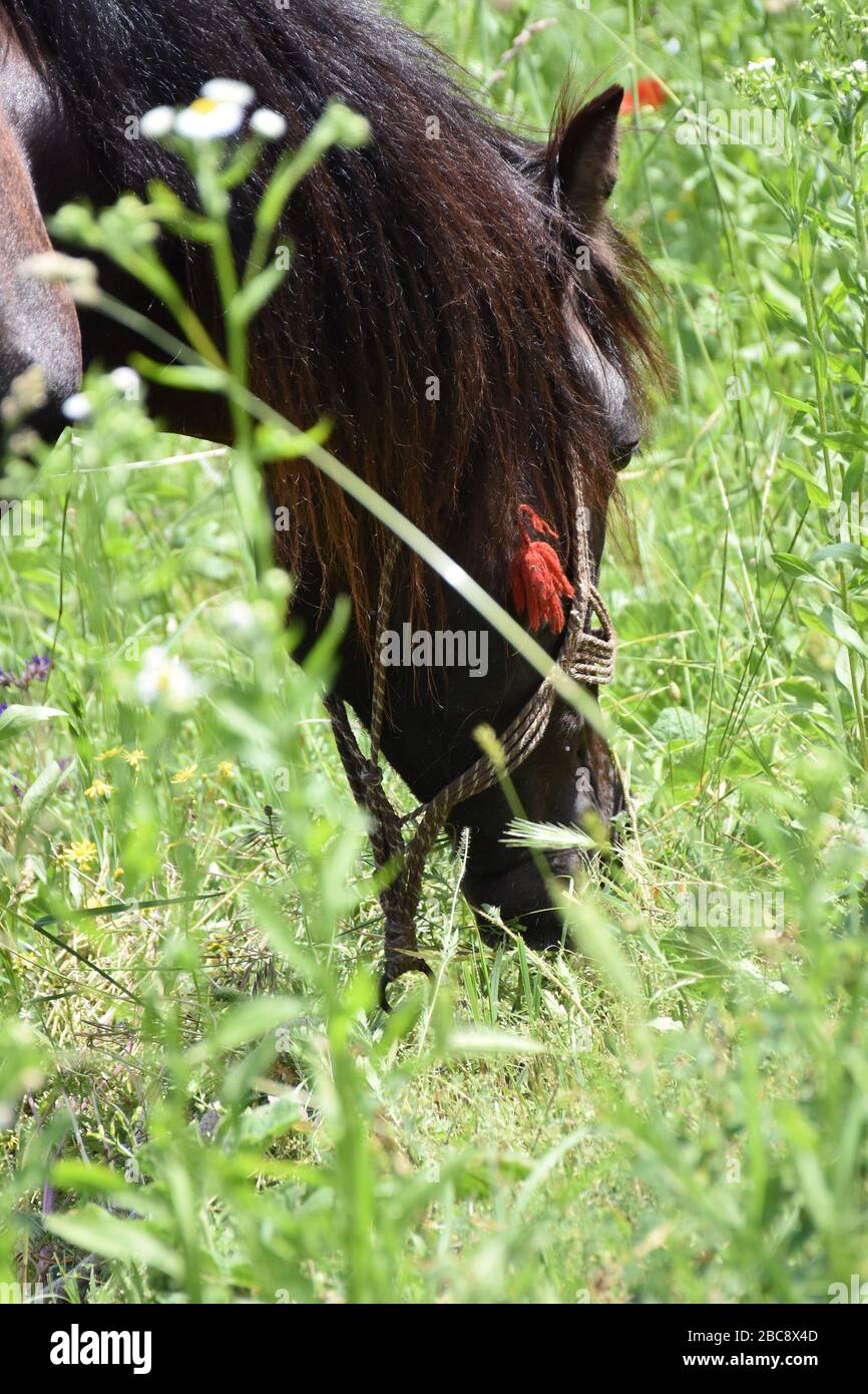 In the meadow, the horse eats grass. Only the head can be seen Stock Photo