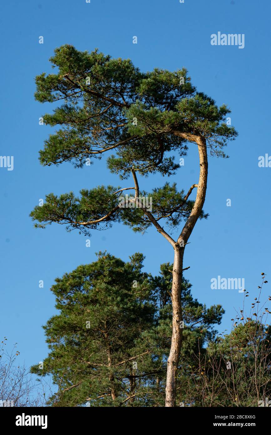 Pine Tree aganst a Blue Sky Stock Photo - Alamy