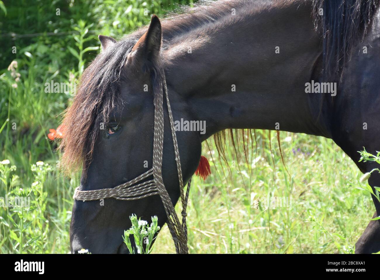 Head of horse sideways. Black horse with black-brown mane Stock Photo