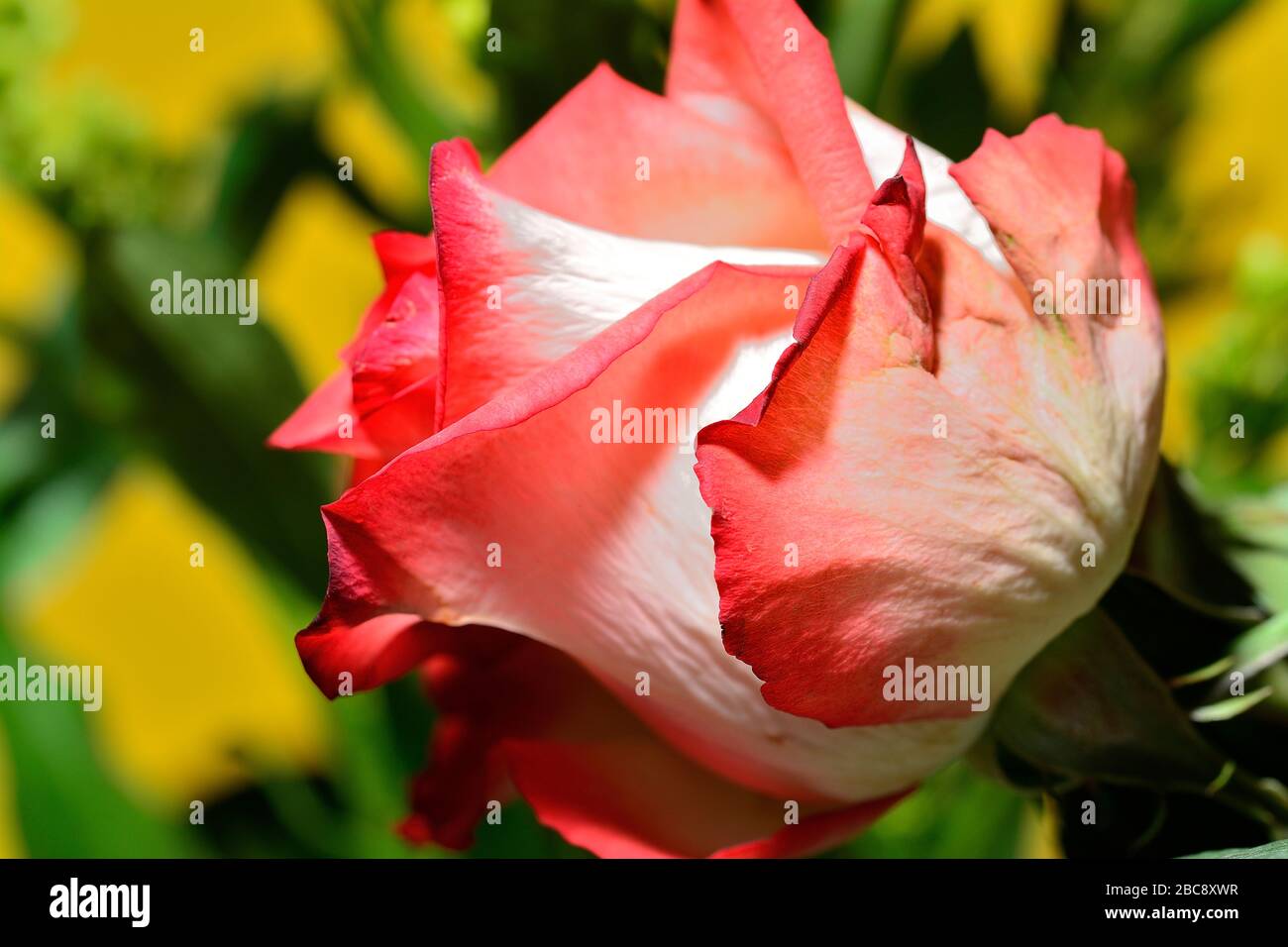 Rose delicate hi-res stock photography and images - Alamy