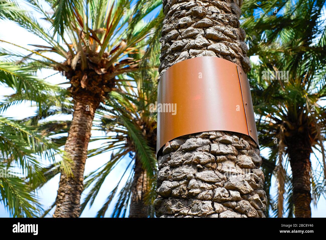 Metal band around a tree trunk, pest control, preventing rats from nesting. Stock Photo