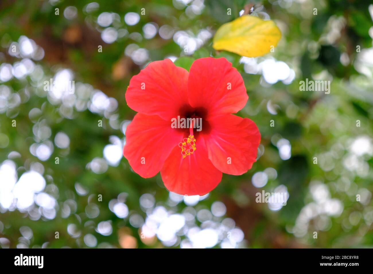 Vivid red flower of hibiscus, centered, on blurred floral background ...