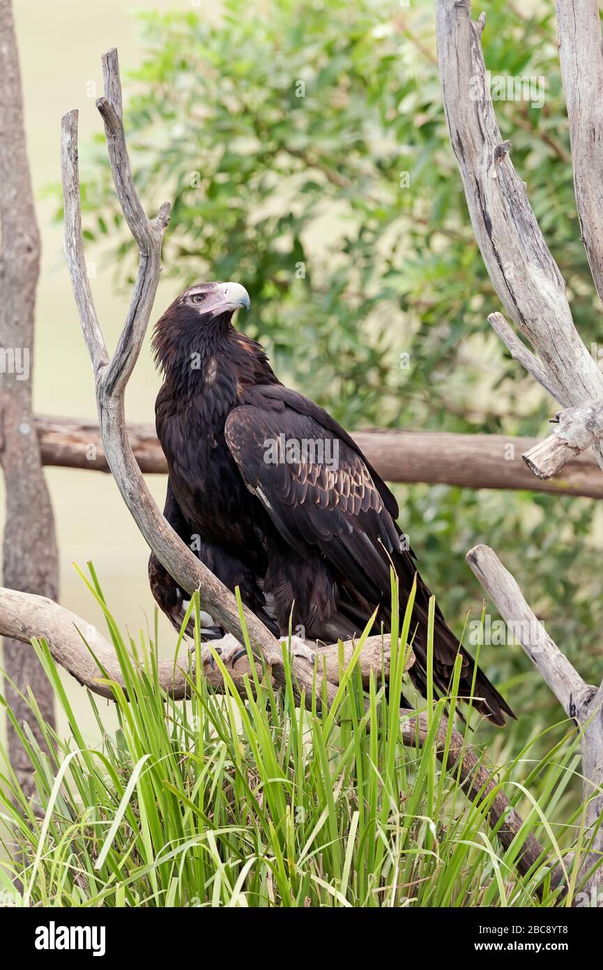 Wedge-tailed eagle (Aquila audax), Brisbane, Queensland, Australia Stock Photo