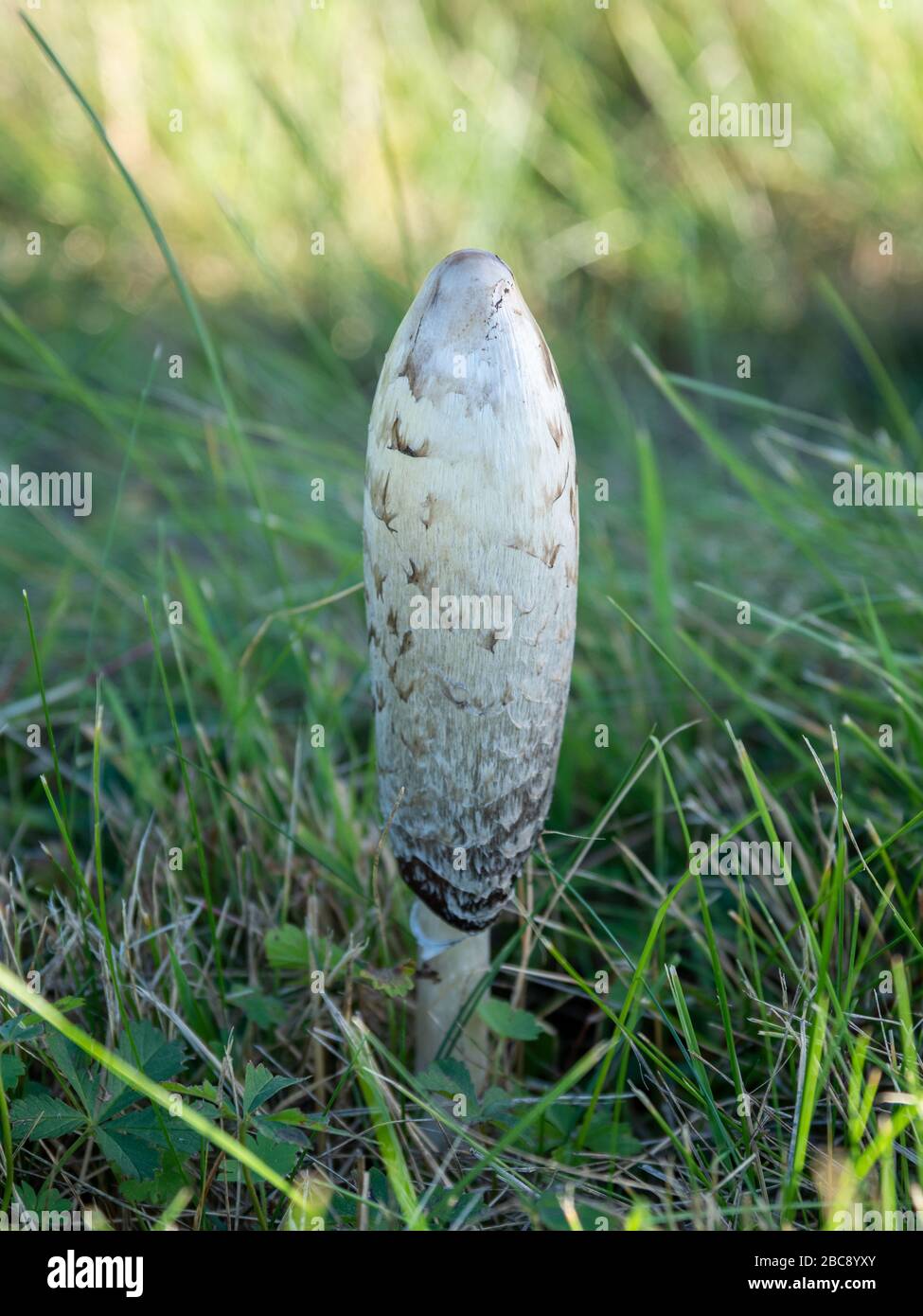 Shaggy ink caps hi-res stock photography and images - Alamy