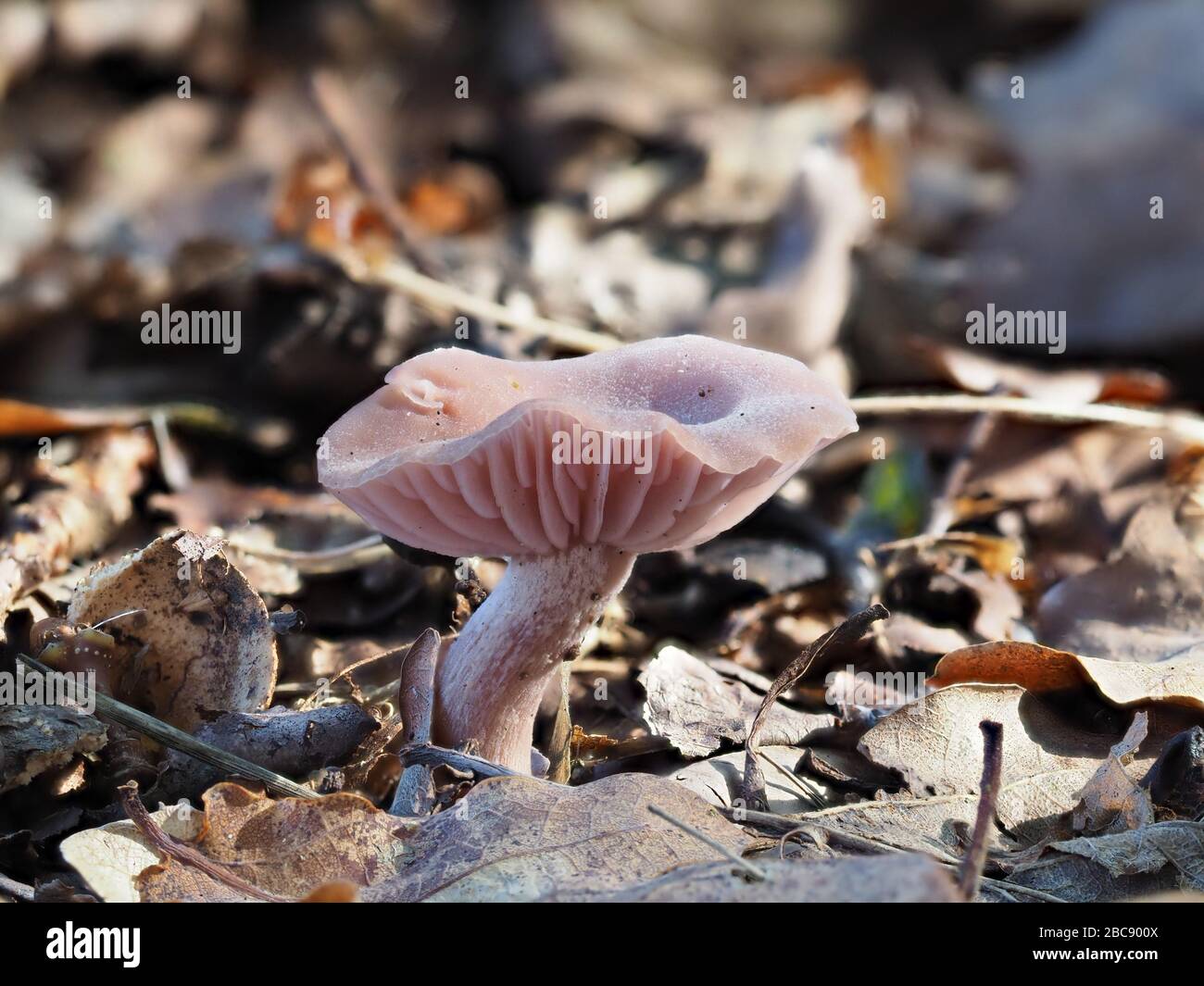 Purple lilac mushroom fungi on forest floor Stock Photo Alamy