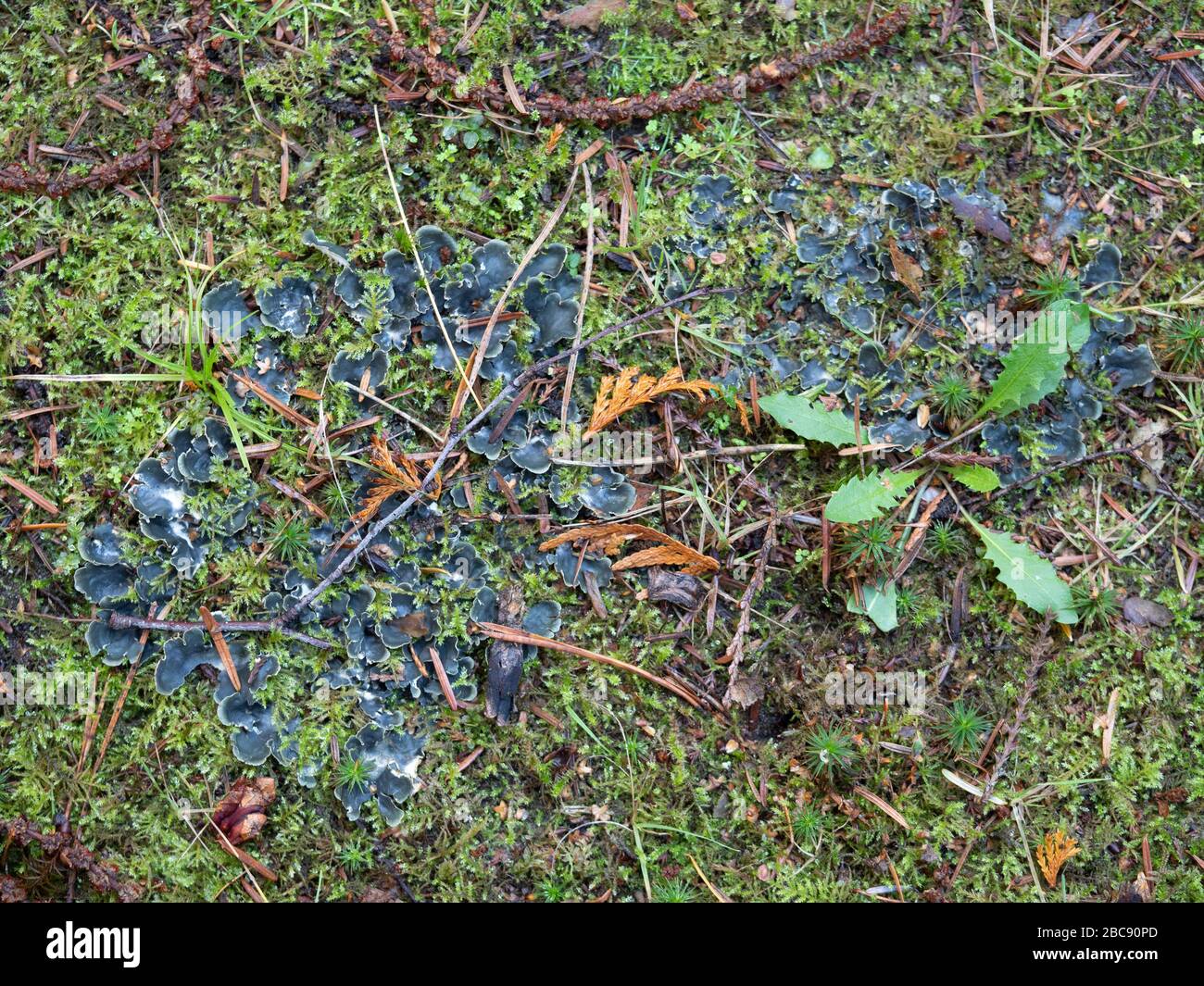 Green elfcap fungi on moss Stock Photo