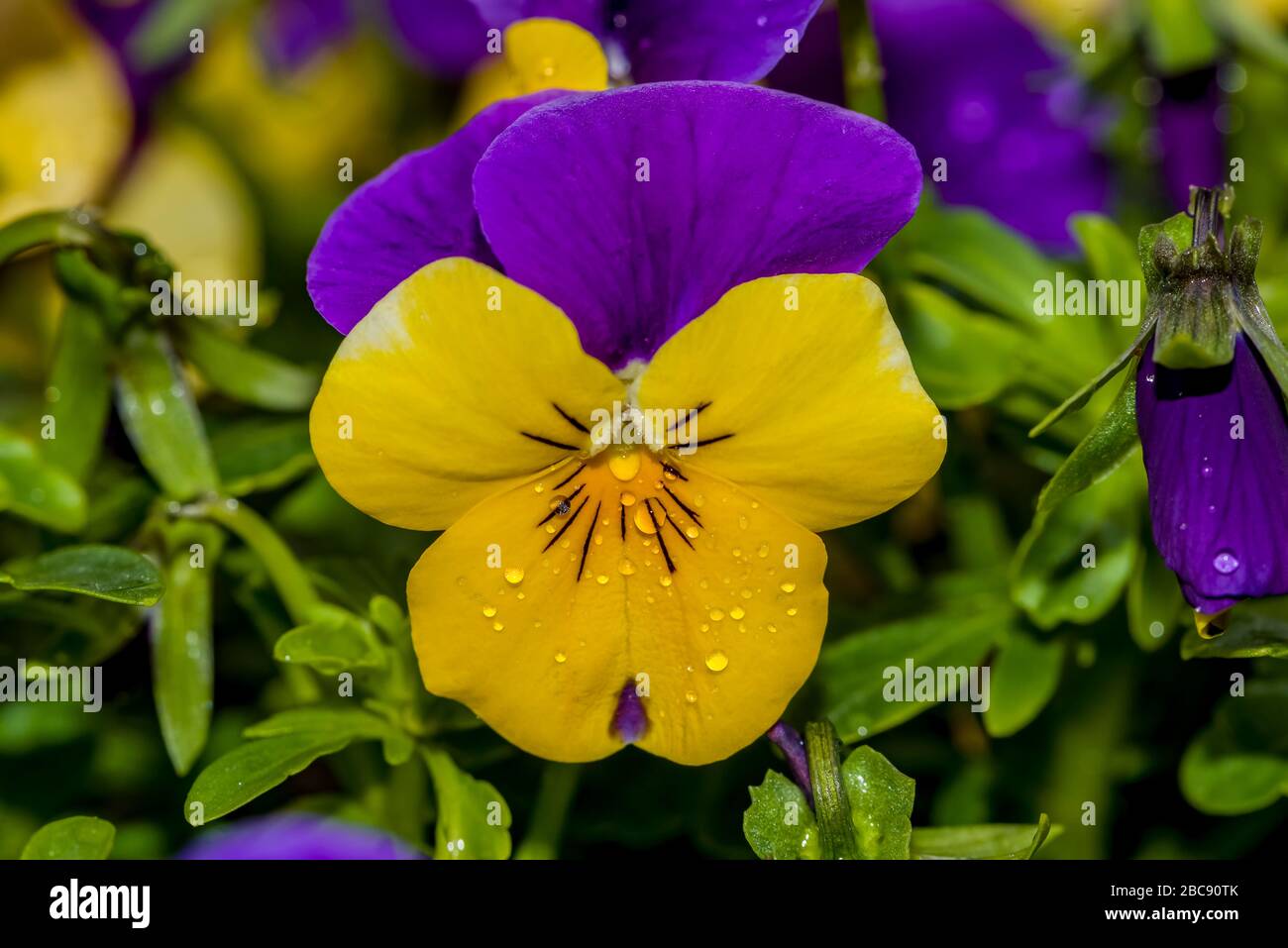Violet and yellow multicolor Pansies outdoor in nature Yellow violet pansy flower. Stock Photo