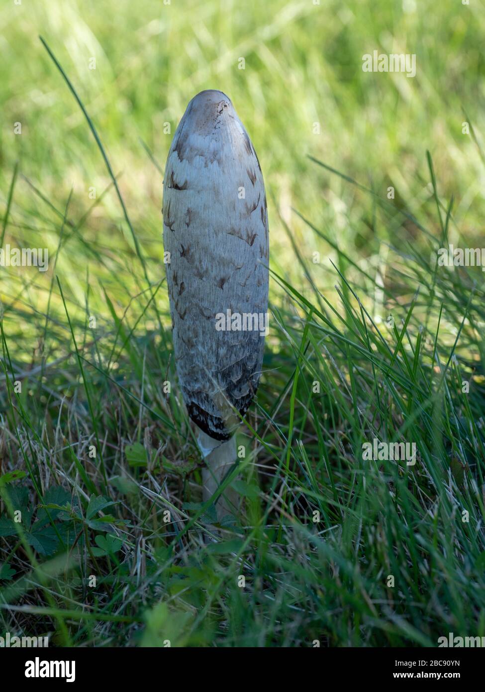 Shaggy ink caps (Coprinus comatus Stock Photo - Alamy