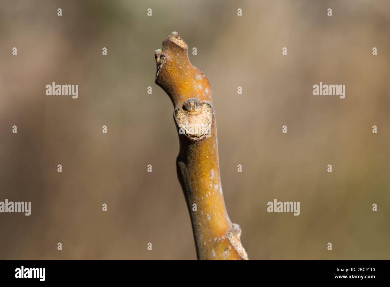 Tree Of Heaven High Resolution Stock Photography and Images Alamy