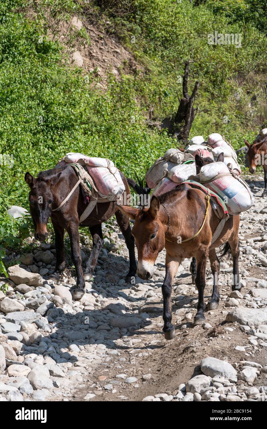 Donkeys as pack animals in Nepal Stock Photo - Alamy
