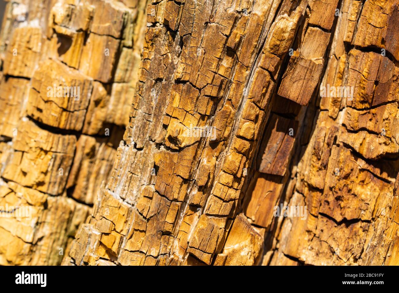Cracked Wood Pattern on Tree Stump Stock Photo