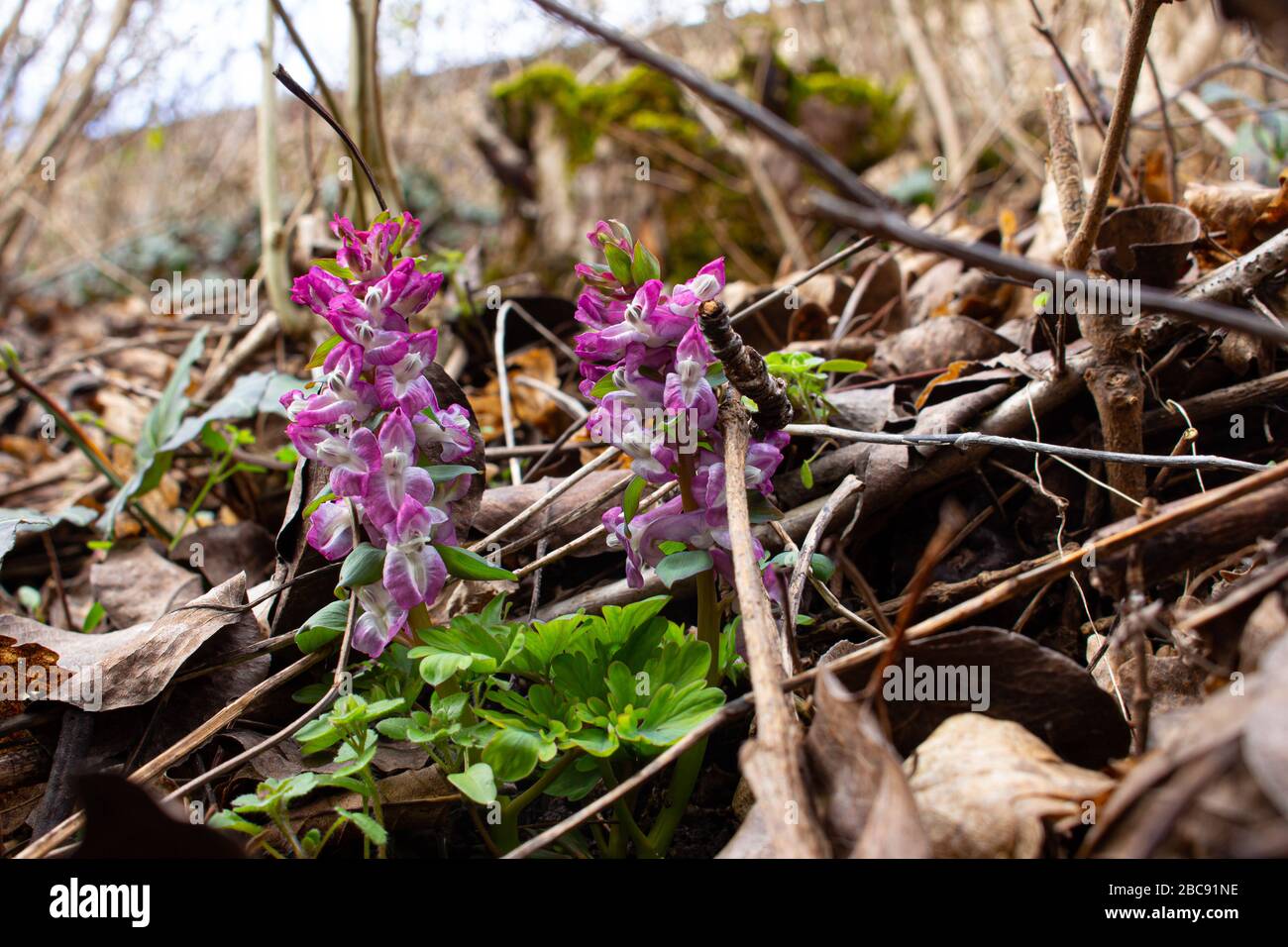 Purple Corydalis intermedia growing between dry leaves and branches Stock Photo