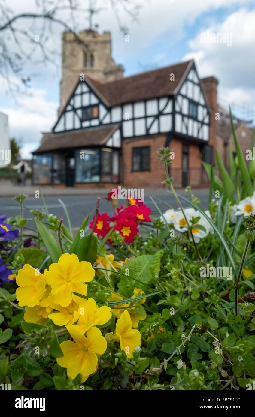 Pinner Parish Church in the High Street, Pinner, Middlesex UK, with half timbered Tudor building in front. Primula flowers in the foreground. Stock Photo