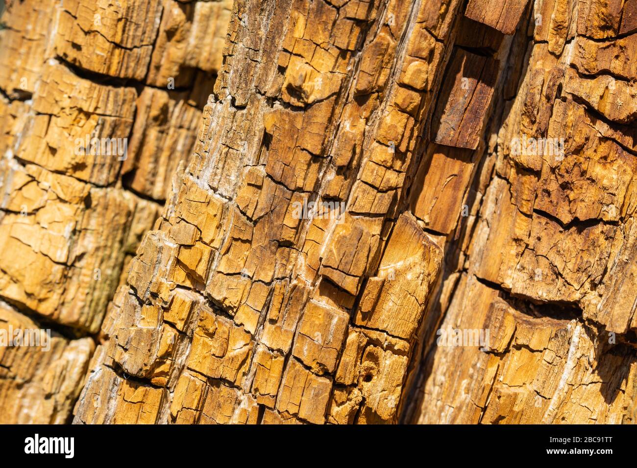 Cracked Wood Pattern on Tree Stump Stock Photo