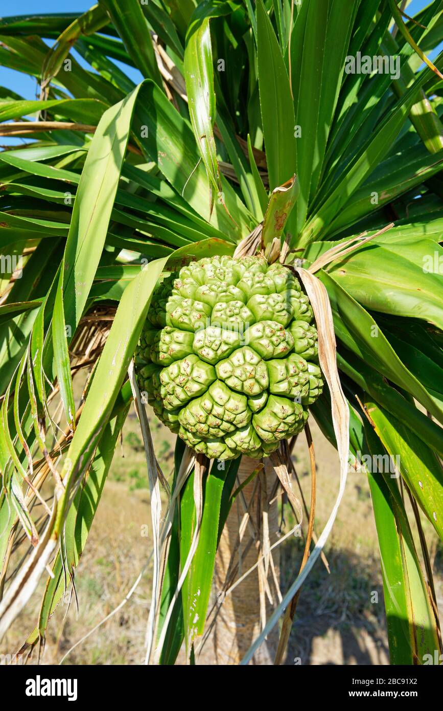 Pandanus fruit hires stock photography and images Alamy