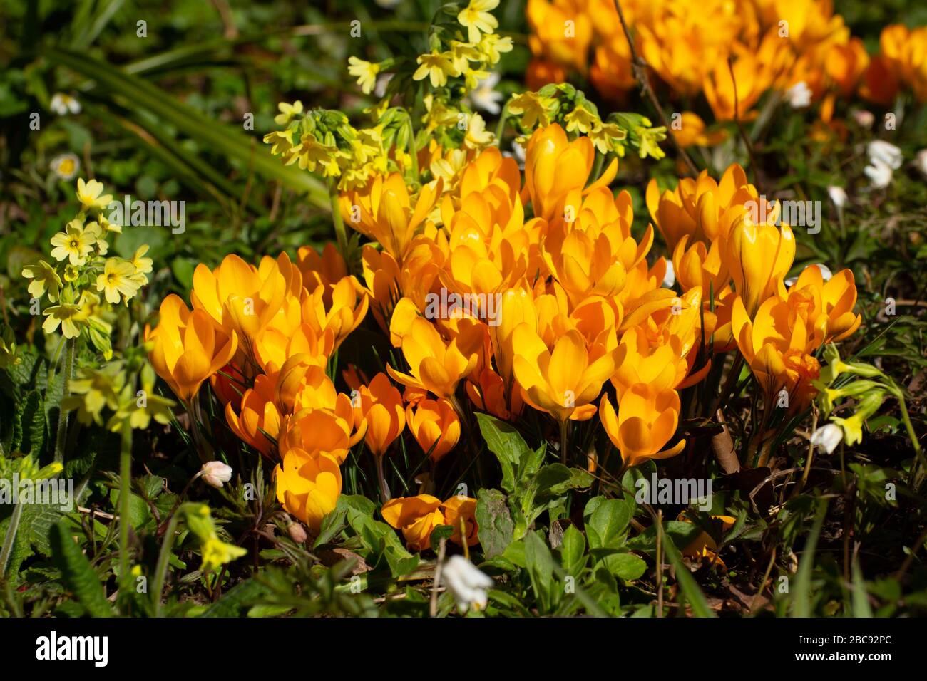 Group of yellow crocus or saffron, Crocus flavus Stock Photo Alamy