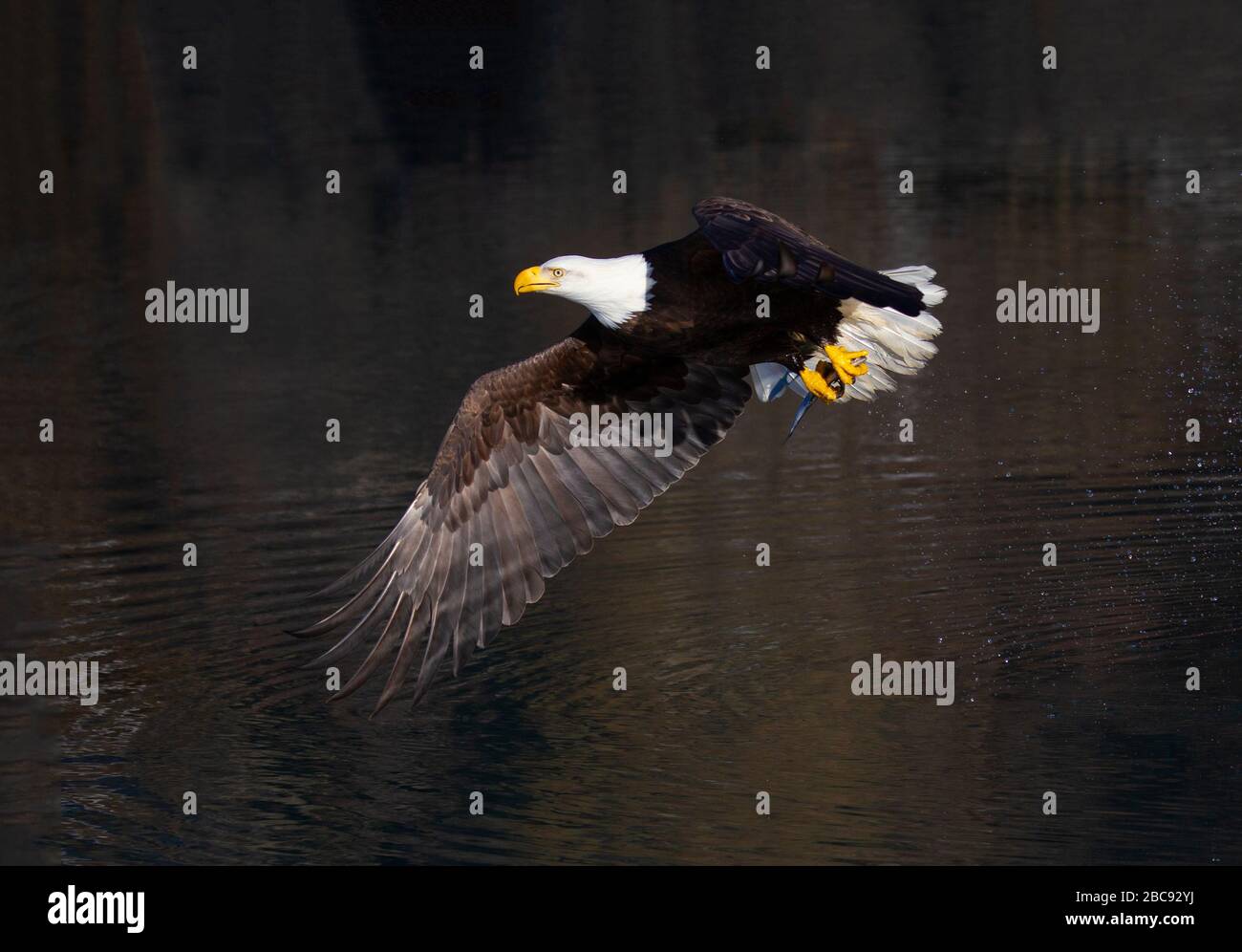 Bald Eagle Adul in Flight with One Wing Extended Stock Photo