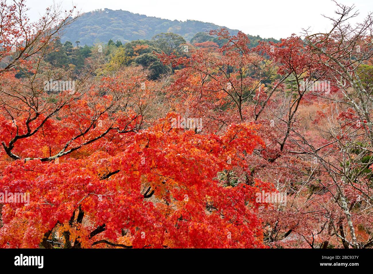 Red maple trees near the mountain Stock Photo Alamy