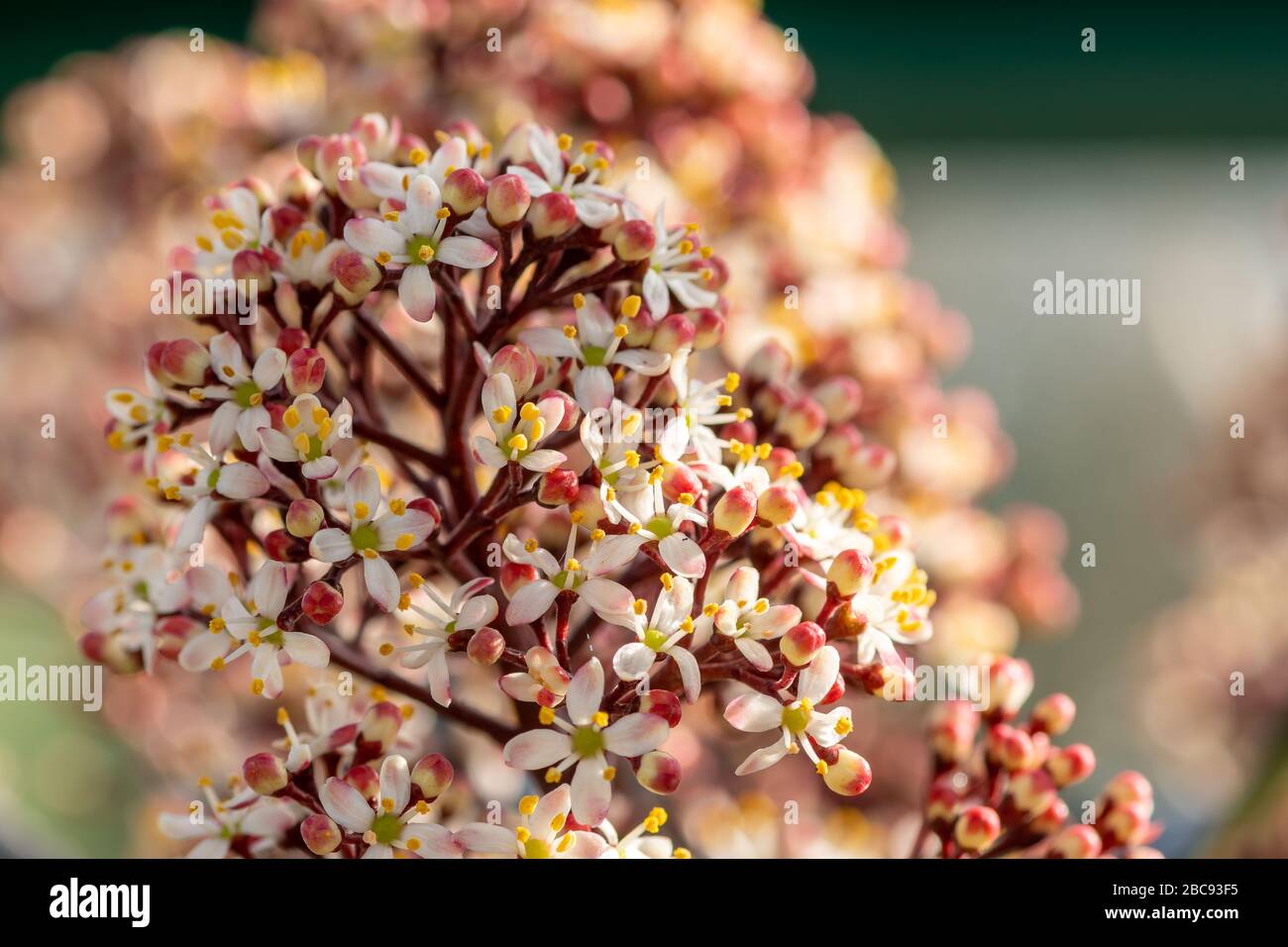 Close up of Japanese skimmia (skimmia japonica) flowers in bloom Stock Photo