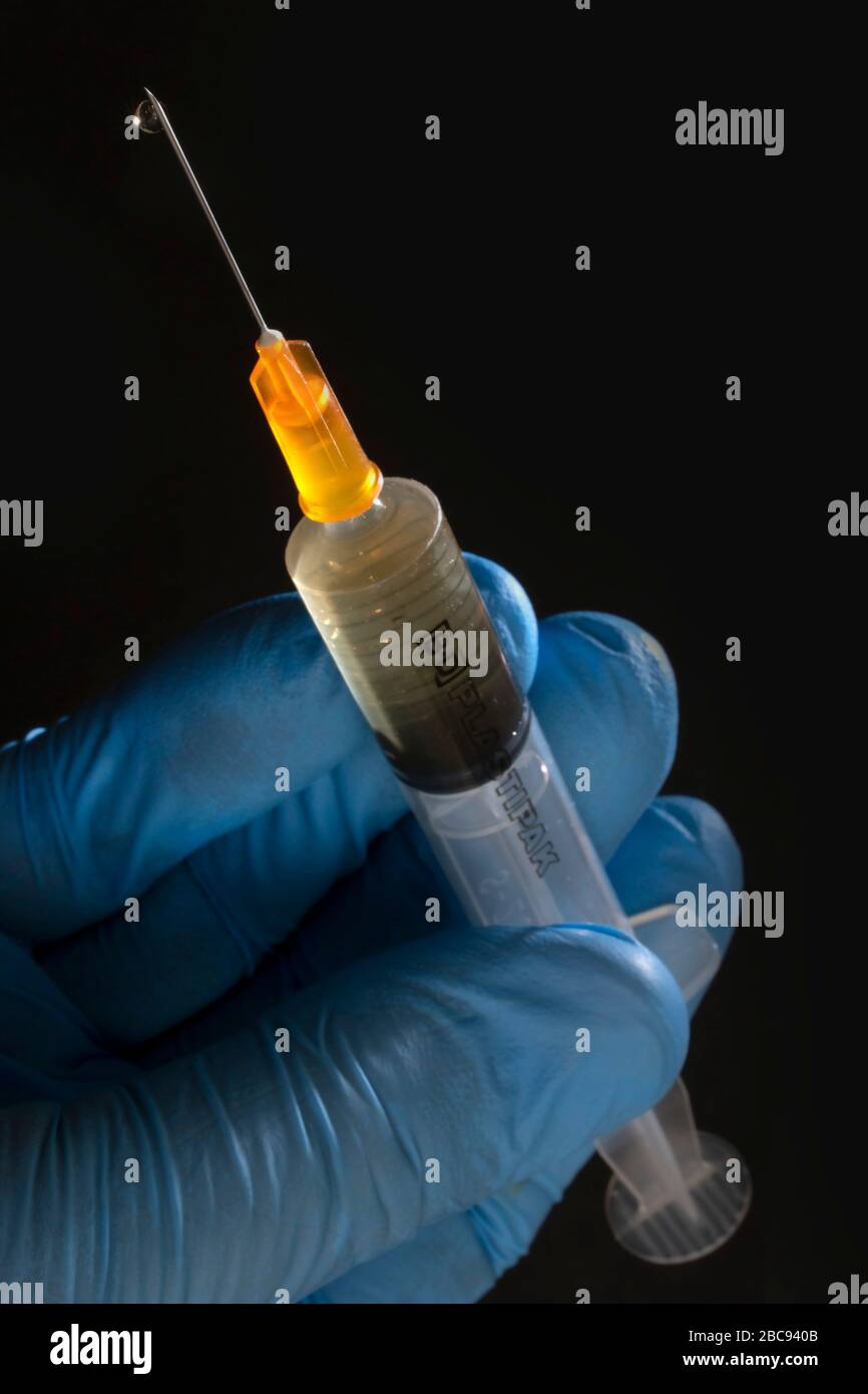 Hypodermic syringe and needle, being held by a blue surgical gloved hand and used to deliver vaccines Stock Photo