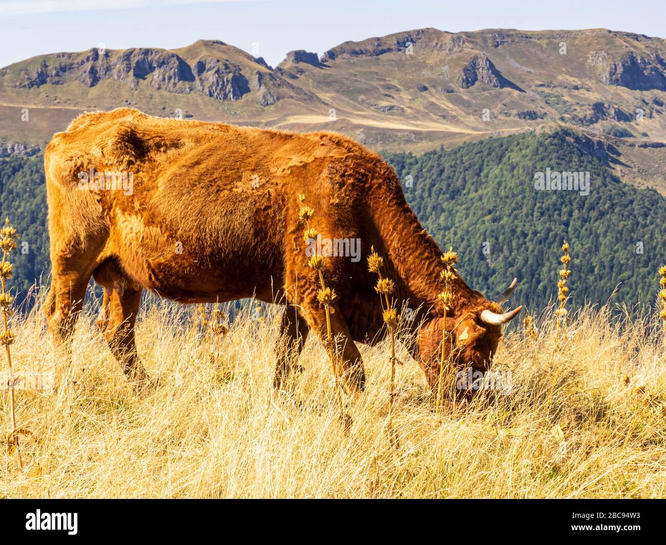 Blatte High Resolution Stock Photography And Images Alamy