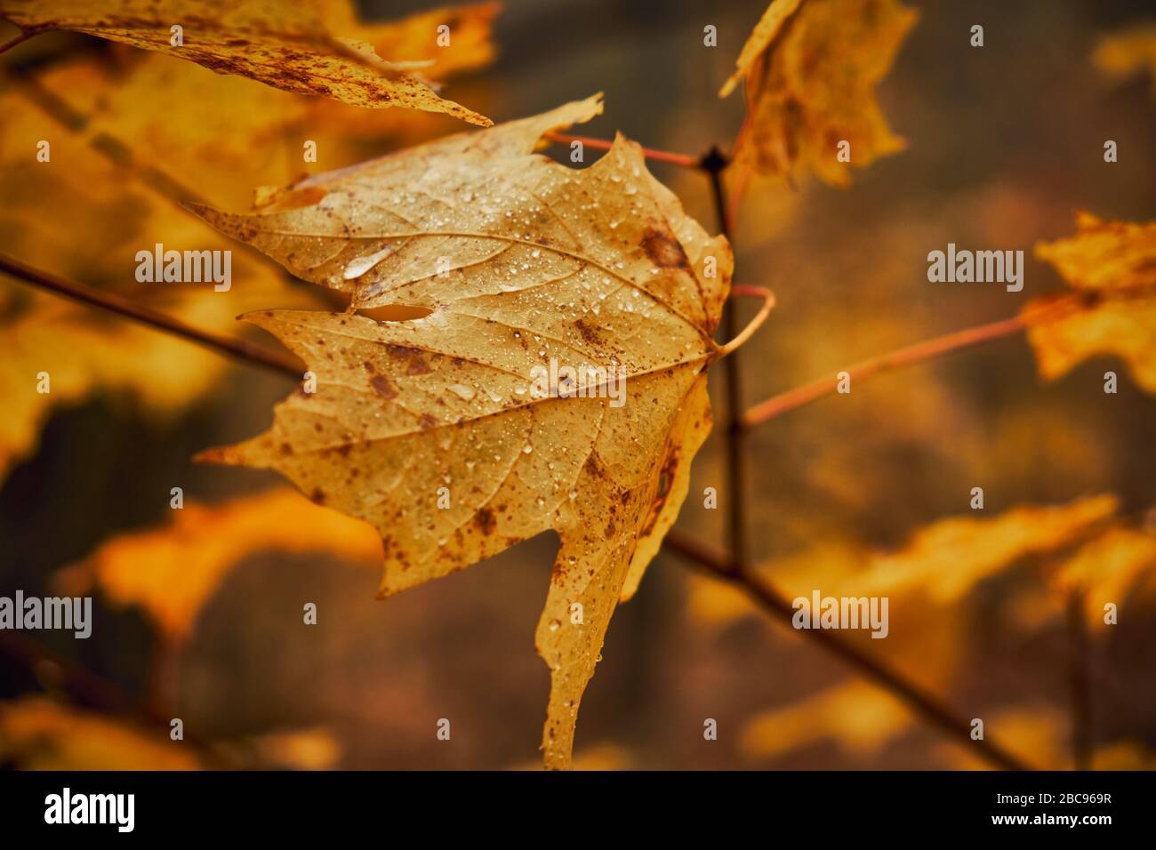 Photograph of maple leaf in autumn showing fall autumn yellow color with dry brown spots and rain drops after shower. Stock Photo