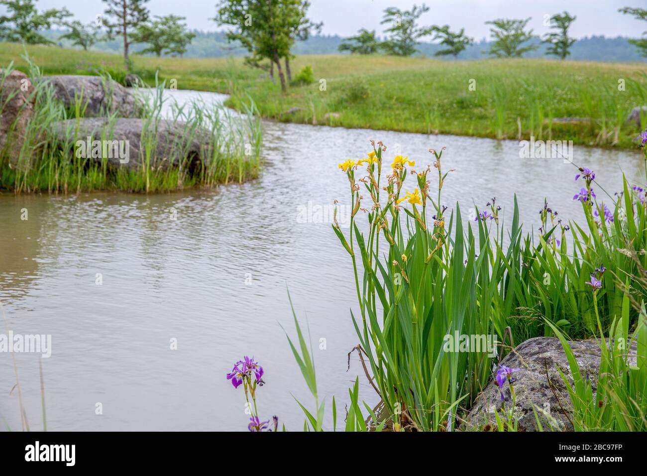 Blooming irises in a Japanese garden near Palanga. Pond and small pines. Stock Photo