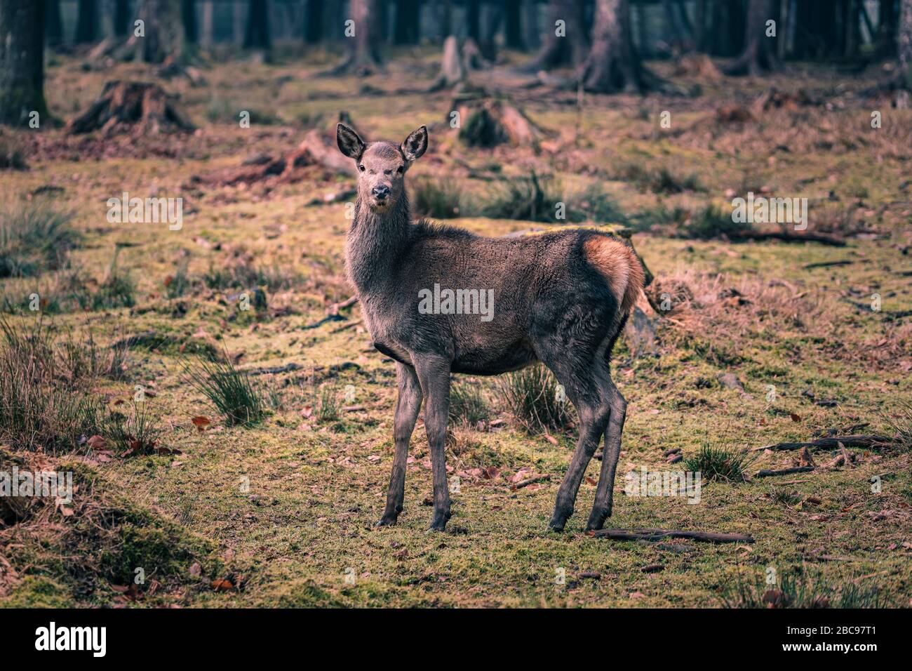 Roe deer stag hi-res stock photography and images - Alamy