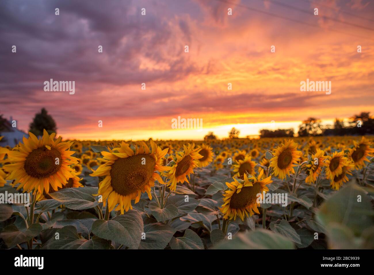 Sunflower field dramatic sunset hi-res stock photography and images - Alamy
