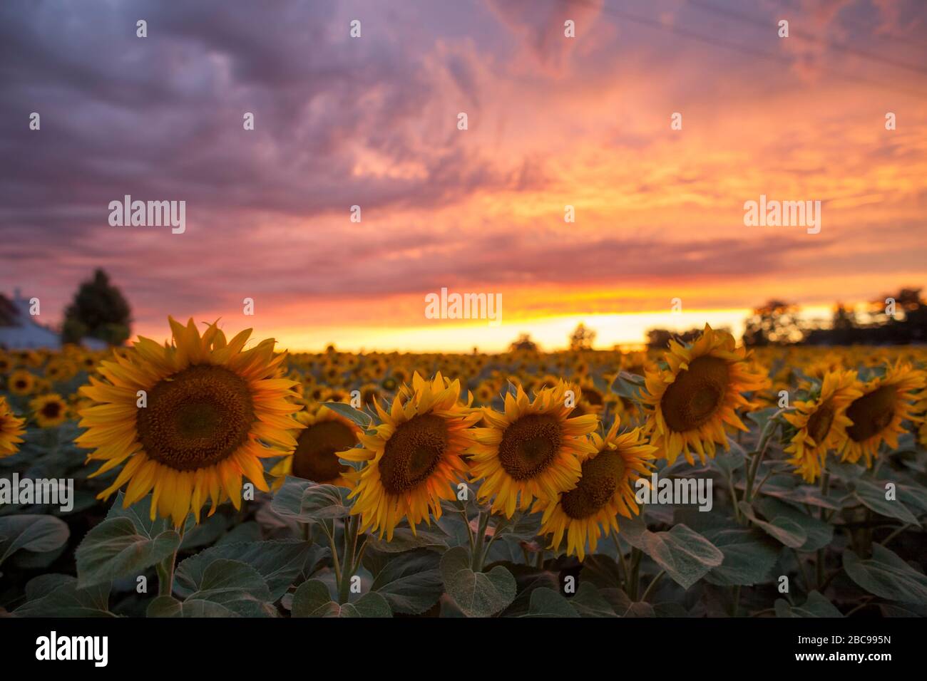 sunflower field sunset field dramatic sky Stock Photo - Alamy