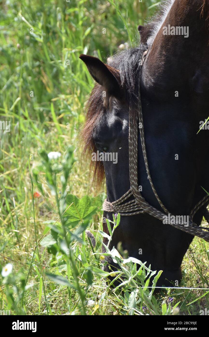 A horse with a black-brown mane eats green grass. Blurred natural background. Stock Photo