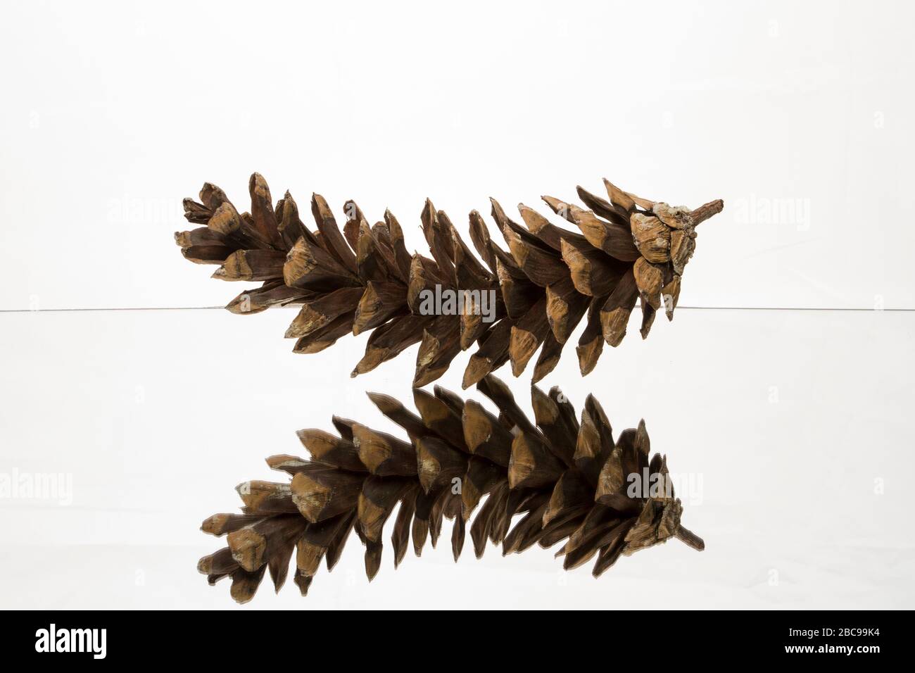 pine cone on white background with reflection Stock Photo
