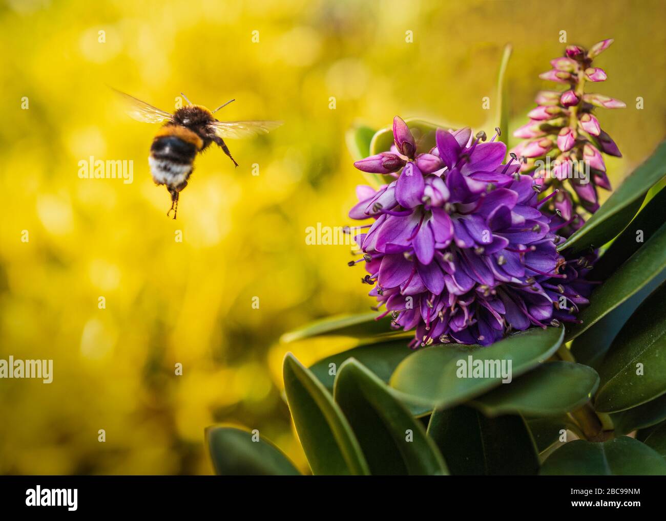 Purple shrub flower attracting a flying bumble bee agains a yellow plant background. There is slight motion blur on the bee. Stock Photo