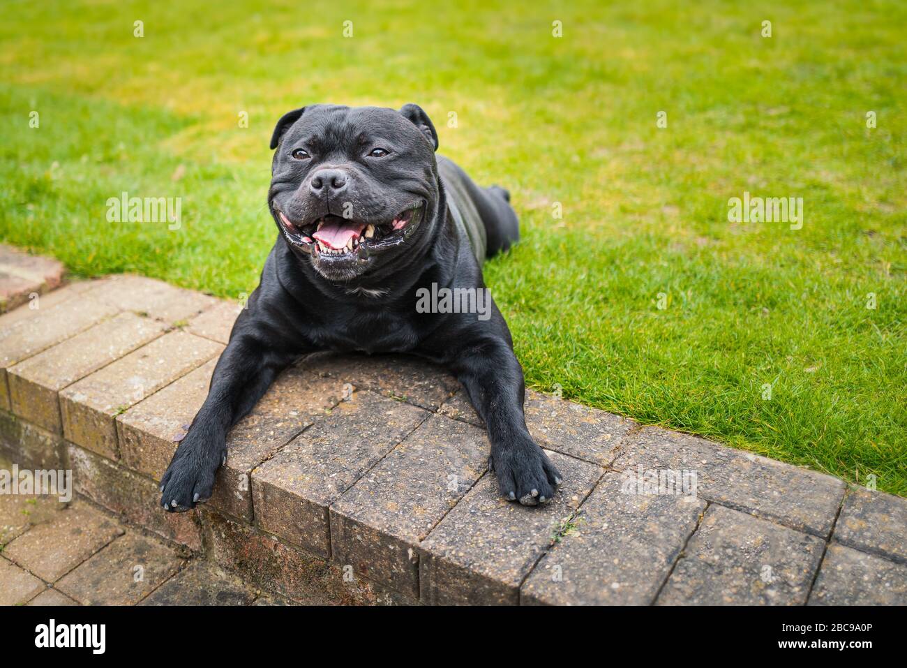 Happy, black, smiling Staffordshire Bull Terrier on lying down outside on grass at the top of some garden steps. Stock Photo