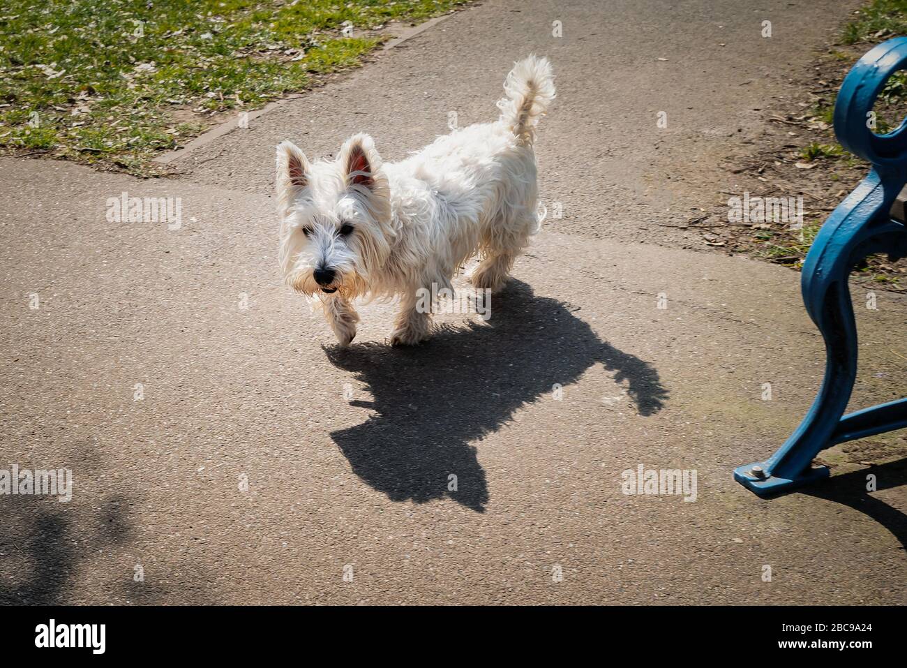 West Highland White Terrier dog casting a shadow whilst walking in a park. Stock Photo