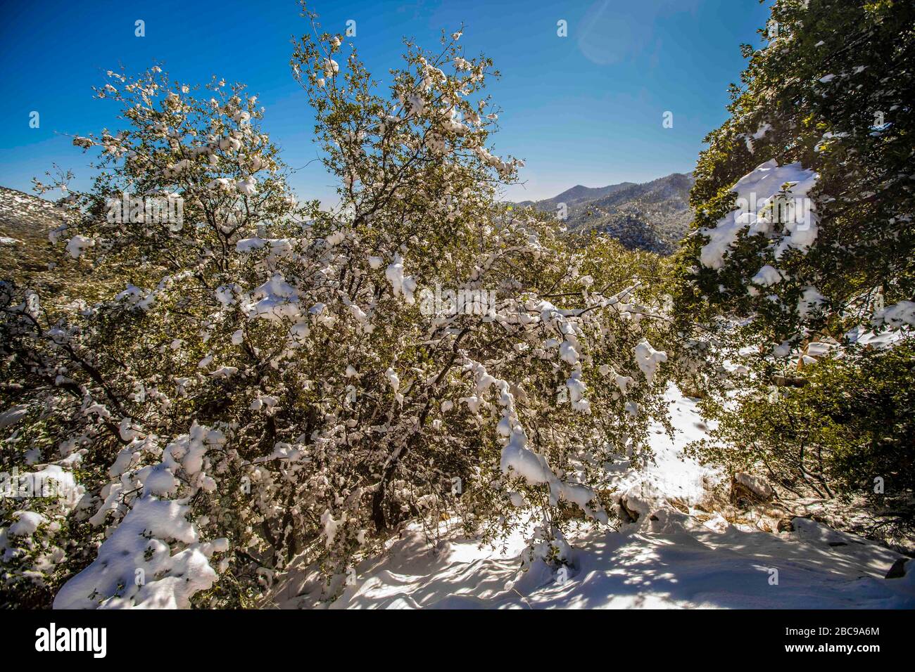 snow landscapes with clear sky. Winter in Cananea, Sonora, Mexico. Snow on the La Mariquita and Sierra Elenita mountains. 2020. (Photo by: GerardoLopez / NortePhoto.com).....  paisajes de la nieve con cielo despejado. Invierno en Cananea, Sonora, Mexico.  Nieve en la siera la Mariquita y sierra Elenita . 2020. (Photo by: GerardoLopez/NortePhoto.com ) Stock Photo