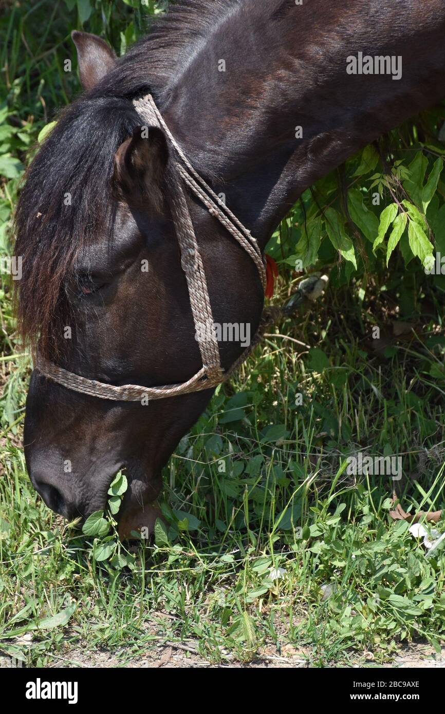 Head of black-brown horse with mane Stock Photo