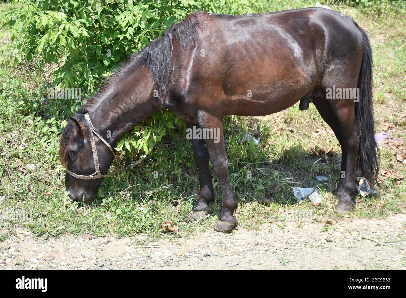 Black-brown horse grazing. The green bush is in the background Stock Photo
