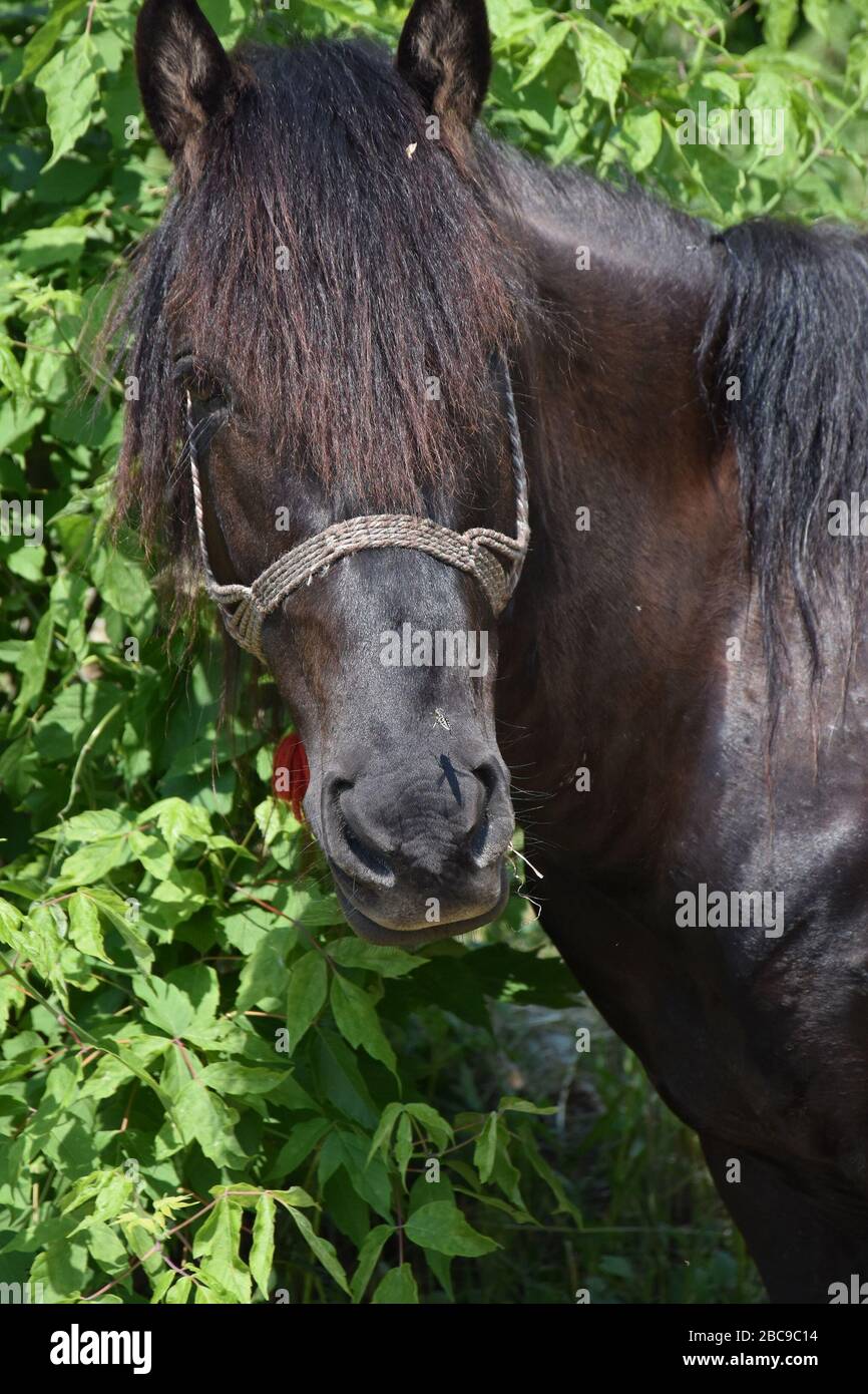 A black and brown mane with a mane looks at the camera. The green bush is in the background Stock Photo