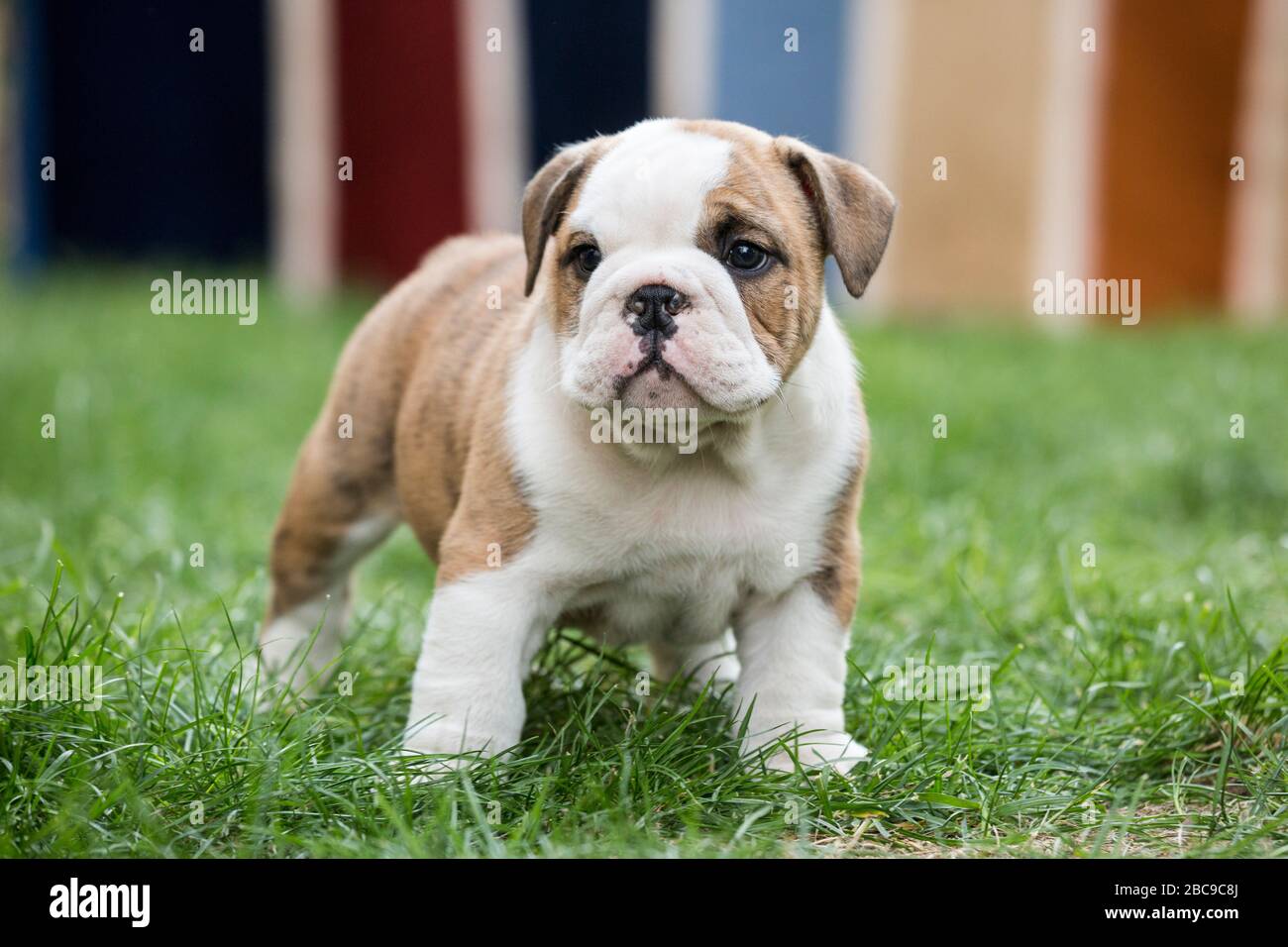 Cute English Bulldog Puppies posing. They are only few months old Stock  Photo - Alamy, image size:1300x956
