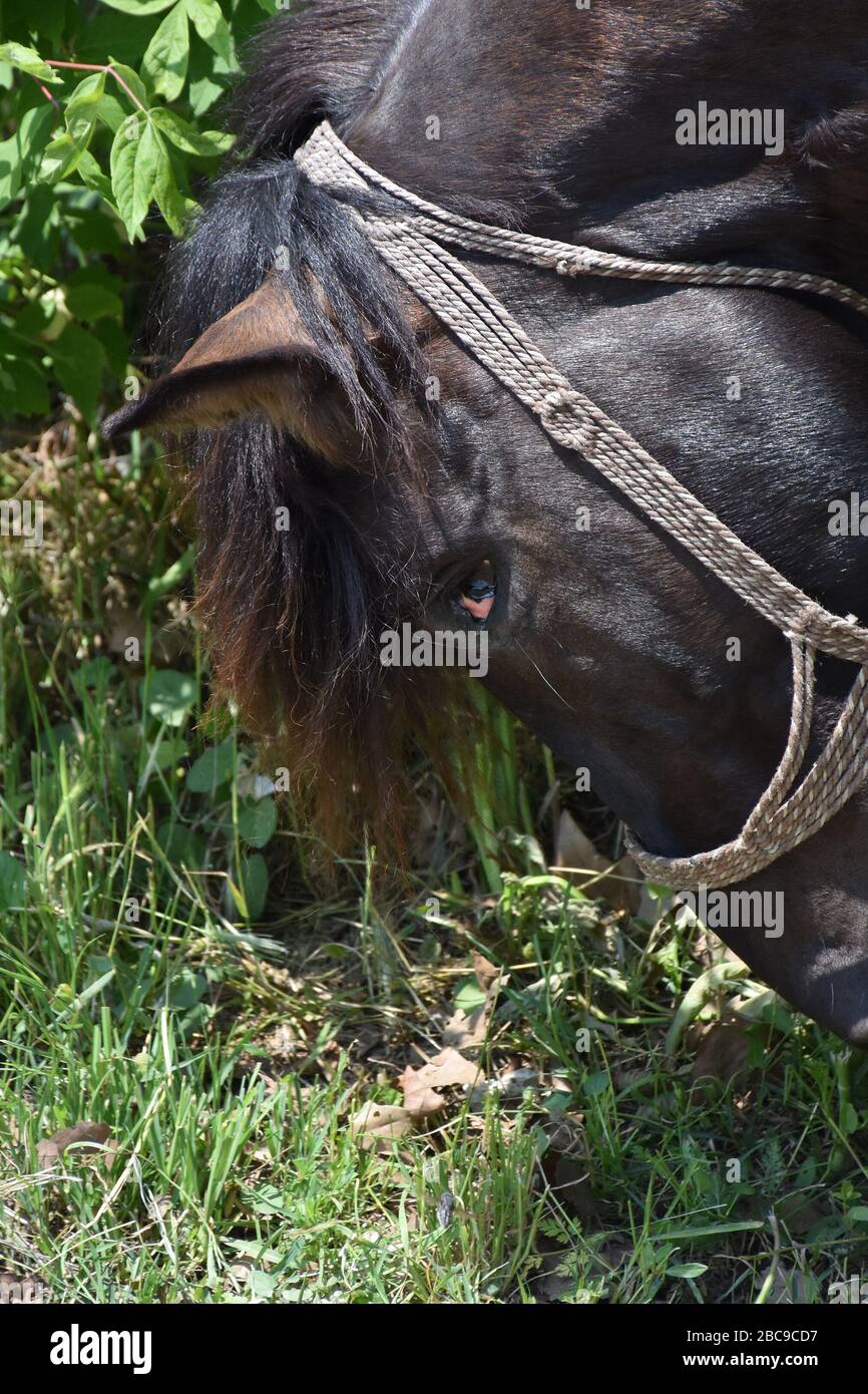 The horse lowered his head to the grassy ground and looks at the camera Stock Photo